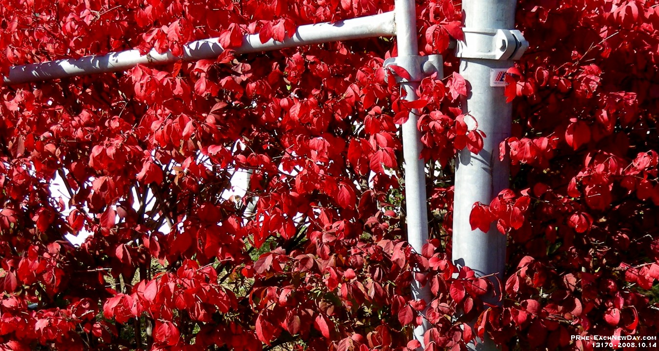 13170CrLe - Walking in the Autumn at ELM